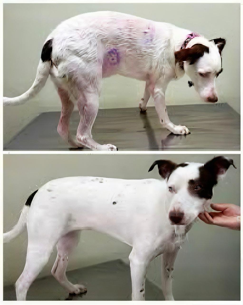 Resultado do tratamento - Nina