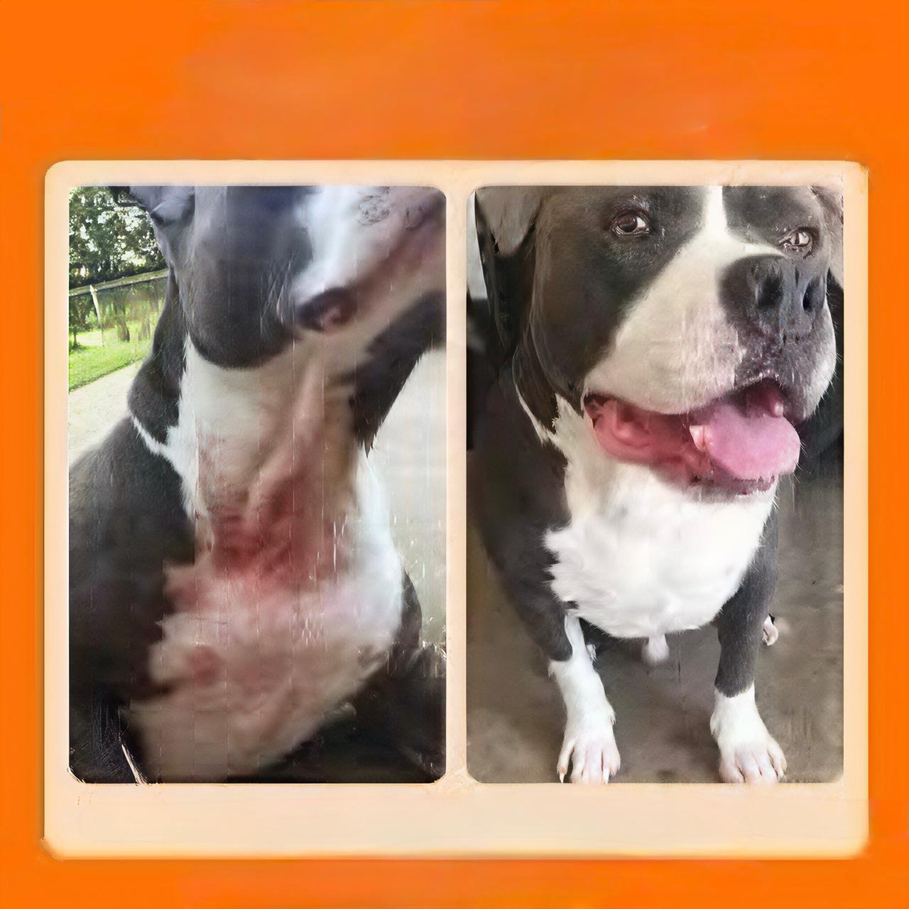 Resultado do tratamento - Zeus